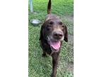 Adopt 2308-1522 Duke a Brown/Chocolate Labrador Retriever / Mixed dog in