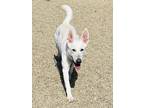Adopt Sansa Shepherd a White German Shepherd Dog / Mixed dog in Kokomo