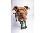 Adopt Othello II 20 a Brown/Chocolate American Pit Bull Terrier / Mixed dog in