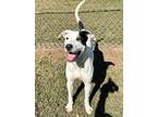 Adopt Caroline a Black Dalmatian / Mixed dog in Gainesville, GA (38976218)