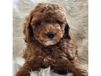 Poodle (Toy) Puppy for sale in Bakersfield, CA, USA
