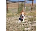 Adopt STOUT a Beagle / Mixed dog in Hartville, WY (39037707)