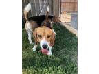 Adopt JOSHUA a Beagle / Mixed dog in Hartville, WY (39037705)