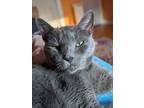 Adopt Gretchen18 a Russian Blue / Mixed (short coat) cat in Youngsville