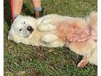 Mabel Great Pyrenees Adult Female