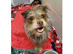 Adopt Brownie a Brown/Chocolate Scottie, Scottish Terrier / Mixed dog in Nashua