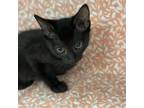 Adopt Wendy a All Black Domestic Shorthair / Mixed cat in Houston, TX (39047708)