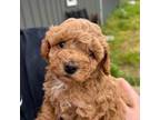 Shih-Poo Puppy for sale in Farley, IA, USA
