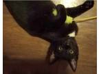 Adopt Talei a All Black Domestic Shorthair / Mixed cat in Wheaton, IL (39058527)