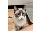 Adopt Cleopatra a Siamese (short coat) cat in Dallas, TX (39063739)