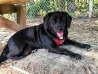 Adopt Astrid a Black Labrador Retriever / Mixed dog in Woodbridge, VA (39058813)