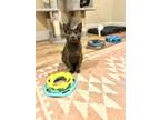 Adopt Richard a Domestic Shorthair / Mixed (short coat) cat in Patchogue
