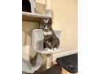 Adopt Will a Gray or Blue (Mostly) Domestic Shorthair / Mixed (short coat) cat