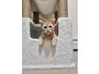 Adopt Thomas a Orange or Red Tabby Domestic Shorthair / Mixed (short coat) cat