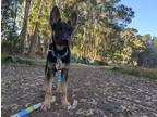 Adopt Aria a Black - with Tan, Yellow or Fawn German Shepherd Dog dog in Palo