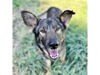 Adopt Jonah a German Shepherd Dog / Mixed dog in Oakland, CA (39031067)