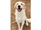 Adopt Sully a White Great Pyrenees / Mixed dog in Irving, TX (39054238)