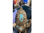 Adopt Corgi a Turtle - Other / Mixed reptile, amphibian, and/or fish in