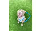 Adopt Squirrel a Tan/Yellow/Fawn American Staffordshire Terrier / Mixed dog in