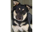 Adopt Cleo a Black German Shepherd Dog / Mixed dog in Shreveport, LA (38988146)