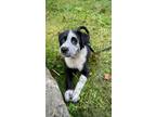 Adopt Brina a White - with Black Border Collie / Collie / Mixed dog in New York