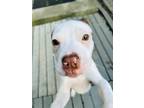 Adopt Sol a White Terrier (Unknown Type, Small) / Mixed Breed (Medium) / Mixed
