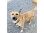 Adopt Orbit a Tan/Yellow/Fawn Mixed Breed (Medium) / Mixed dog in