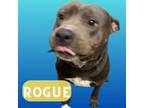 Adopt Rogue a Brown/Chocolate American Pit Bull Terrier / Mixed dog in Palm