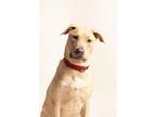 Adopt Cisco II 25 a Tan/Yellow/Fawn Labrador Retriever / Mixed dog in Cleveland