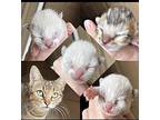 Huey Domestic Shorthair Kitten Male