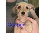 Cooper Puppy Male