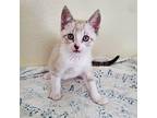Louie Siamese Kitten Male