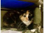 Tamale Domestic Shorthair Young Female