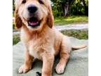 Golden Retriever Puppy for sale in Lake Butler, FL, USA