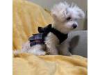Maltese Puppy for sale in Charlotte, NC, USA