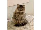 Adopt Velvette a Domestic Mediumhair / Mixed cat in San Antonio, TX (38920736)