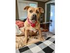 Adopt Layla a Brown/Chocolate Mixed Breed (Large) / Mixed dog in Indianapolis