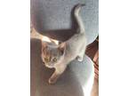 Adopt Kyera’s Ally a Gray or Blue Domestic Shorthair / Mixed (short coat) cat