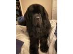 Adopt George!!! a Black Newfoundland / Mixed dog in Pittsburgh, PA (39159484)