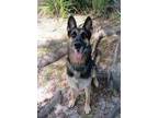 Adopt Thor a Mixed Breed (Medium) / Mixed dog in Ocala, FL (39022075)