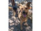 Adopt Bob a Mixed Breed (Medium) / Mixed dog in Ocala, FL (39022070)
