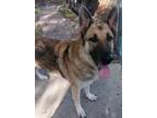 Adopt Guya a Mixed Breed (Medium) / Mixed dog in Ocala, FL (39058593)