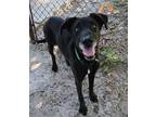 Adopt Sally a Mixed Breed (Medium) / Mixed dog in Ocala, FL (39093145)