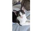 Adopt Zerlina a Black & White or Tuxedo Domestic Shorthair (short coat) cat in