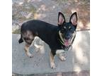 Adopt Miyah a Mixed Breed (Medium) / Mixed dog in Ocala, FL (38945725)