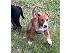 Adopt Glory a Shepherd (Unknown Type) / Boxer / Mixed dog in Thompson Falls