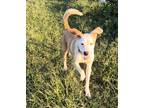Adopt Atticus a Tan/Yellow/Fawn Mixed Breed (Large) / Mixed dog in Oklahoma