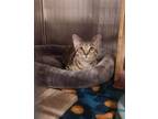 Adopt Scooter a Brown or Chocolate Domestic Shorthair / Domestic Shorthair /