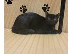 Adopt Dalia a All Black Domestic Shorthair / Domestic Shorthair / Mixed cat in