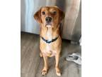 Adopt Pluto a Red/Golden/Orange/Chestnut Dachshund / Labrador Retriever dog in
